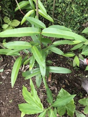 Calophyllum soulattri