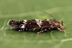 Mompha subbistrigella