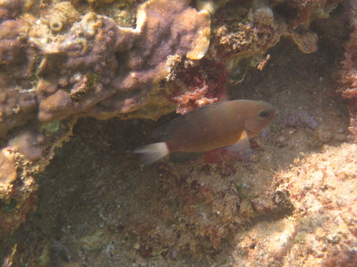 Pomacentrus chrysurus