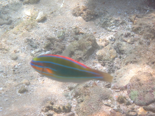 Stethojulis trilineata