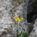 Primula lutea lutea - Photo (c) CorentinD, some rights reserved (CC BY), uploaded by CorentinD