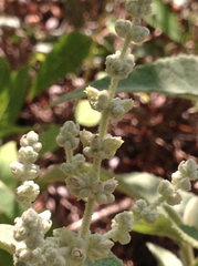Buddleia cordata cordata