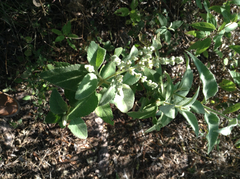 Buddleia cordata cordata