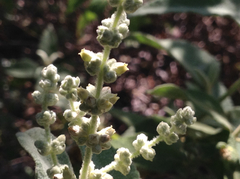 Buddleia cordata cordata