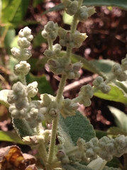 Buddleia cordata cordata