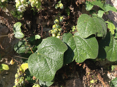 Passiflora porphyretica