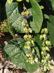 Passiflora porphyretica