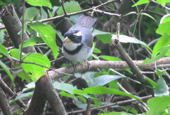 Arremon flavirostris