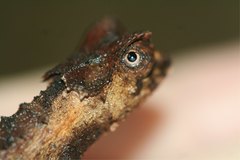Brookesia stumpffi