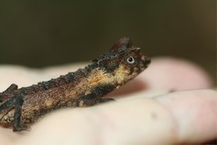 Brookesia stumpffi