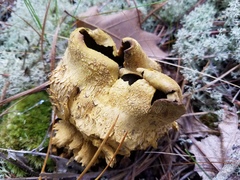 Scleroderma meridionale