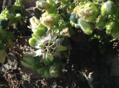 Passiflora porphyretica