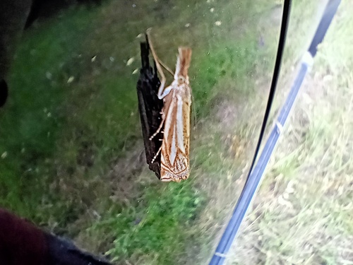 Crambus des praires
