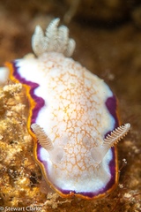 Goniobranchus obsoletus