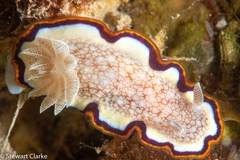 Goniobranchus obsoletus