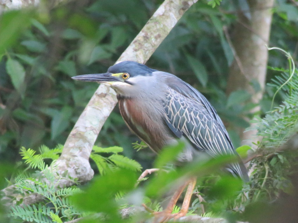 Striated Heron