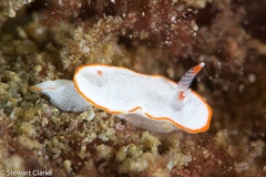Diaphorodoris