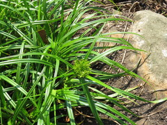 Cyperus leptocladus