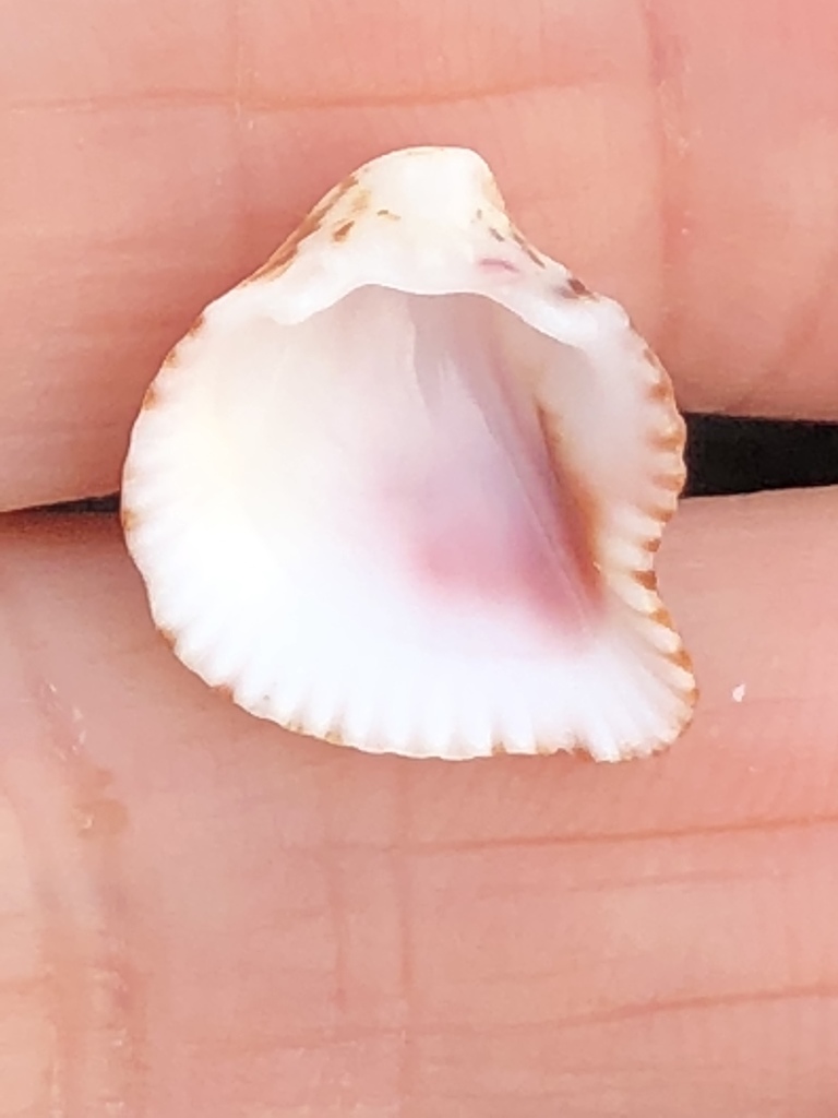 Little Dove Strawberry Cockle