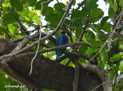 Cotinga amabilis