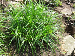 Cyperus leptocladus