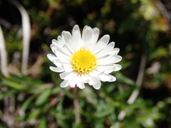 Erigeron hyssopifolius