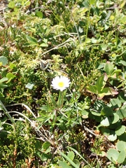 Erigeron hyssopifolius