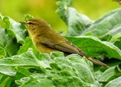 Phylloscopus collybita