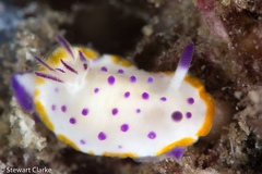 Mexichromis katalexis