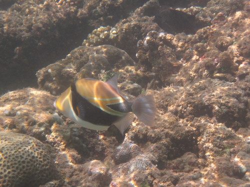 Wedgetail Triggerfish