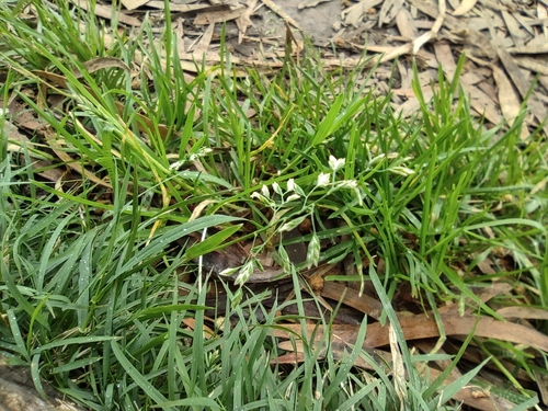 Poa annua image