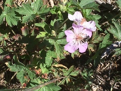 Geranium viscosissimum
