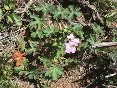Geranium viscosissimum