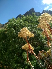 Aeonium percarneum image