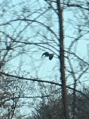 Ardea herodias herodias