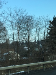 Ardea herodias herodias