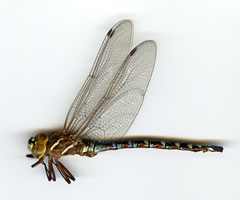 Aeshna walkeri