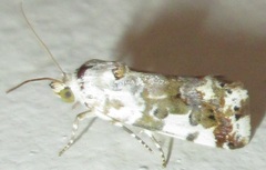 Acontia