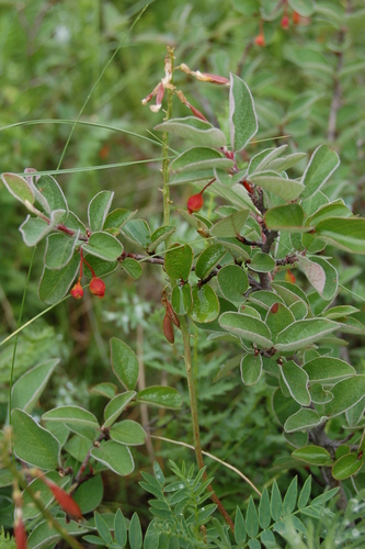 dark-fruited cotoneaster