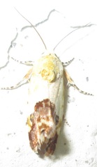 Acontia