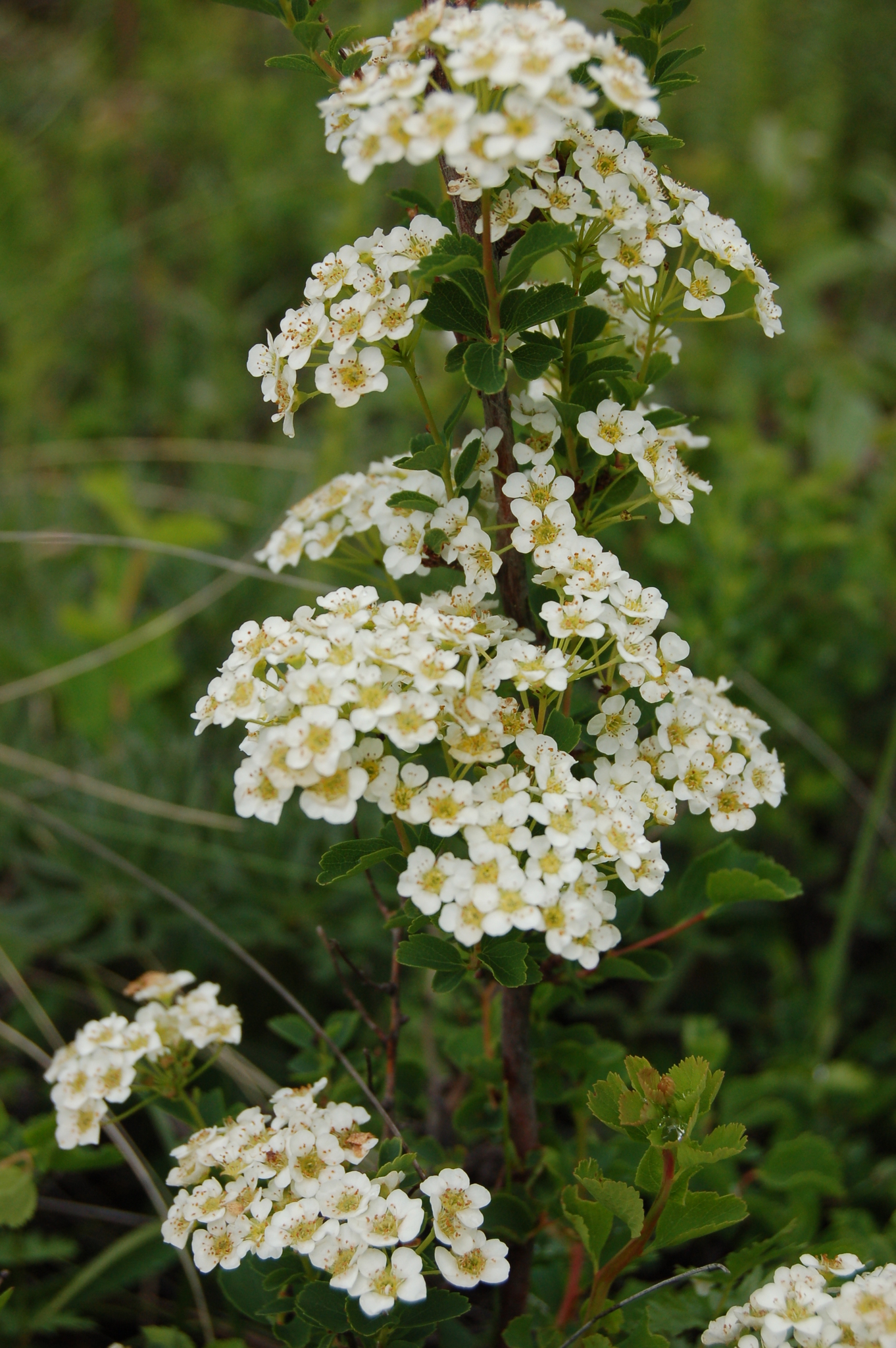 Spiraea trilobata