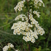 Threelobe Spirea - Photo (c) Павел Голяков, some rights reserved (CC BY-NC), uploaded by Павел Голяков