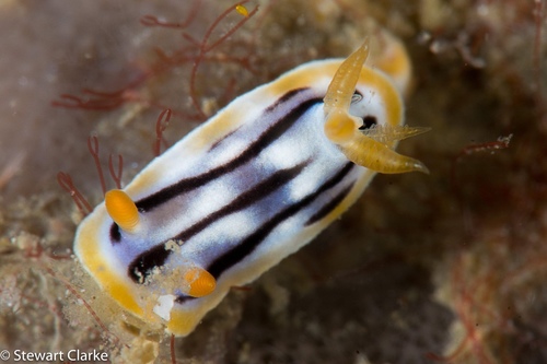 Streaked Chromodoris