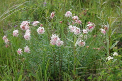 Diarthron altaica