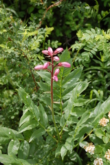 Dictamnus angustifolius