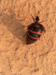 Megetra