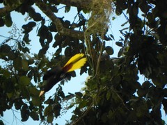 Psarocolius decumanus