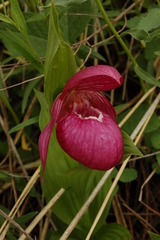 Cypripedium macranthos