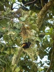 Psarocolius decumanus