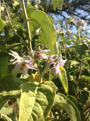 Solanum lanceolatum